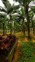 coche cargado con palma Fruta conducción mediante palma petróleo plantación, Tailandia video