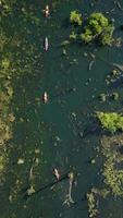 Top view of tourists kayaking on Mirror Lake in Krabi, Thailand. video