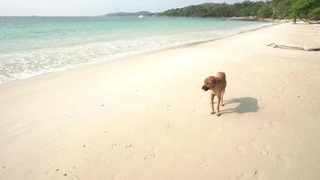 perro caminando en playa. video