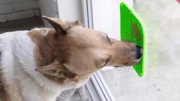 cute dog using lick mat for eating food slowly, mat is attached to the window glass. Pet care video