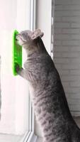 cute grey tabby cat using lick mat for eating food slowly, mat is attached to the window glass. Pet care video