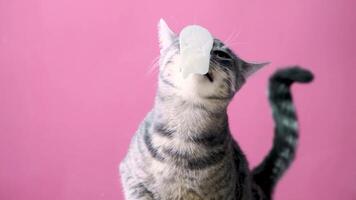 tabby cat licking yogurt from transparent glass. Funny pet portrait, focus on the tongue video