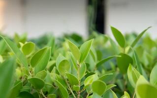 Lush Green Leaves of a Healthy Ficus Plant photo