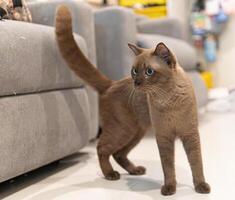 Alert Chocolate Point Siamese Cat Indoors photo