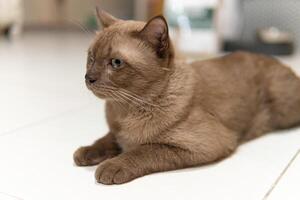 Contemplative Burmese Cat Lying on Tiled Floor photo