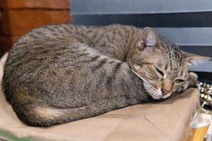 Tabby Cat Napping Peacefully on a Table photo