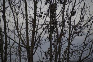 Detail of bare branches in winter 3 photo