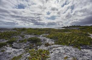 Rocks and Caribbean vegetation photo