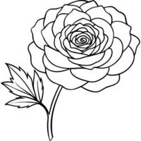 Ranunculus flower outline illustration coloring book page design, Ranunculus flower black and white line art drawing coloring book pages for children and adults vector