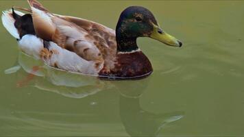 pato real Pato flotante en verde lago imágenes. video