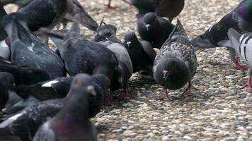troupeau de promenade aux pigeons sur béton sol video