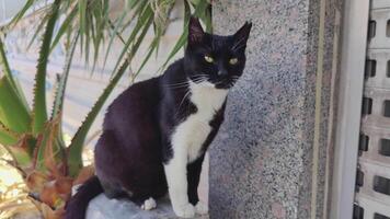 perezoso extraviado gato mirando curioso a el cámara imágenes. video