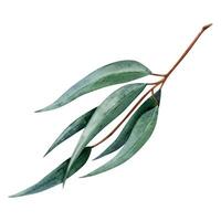 Watercolor green eucalyptus twig with long leaves botanical illustration. Hand drawn Australian medicinal plant vector
