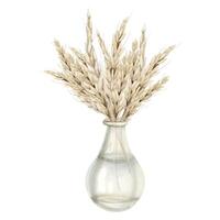 Watercolor rustic wheat ears bouquet in glass bottle vase illustration in light beige colors for Shavuot Jewish holiday vector