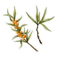 Watercolor sea buckthorn orange berries and branches illustration set for Hippophae natural cosmetics and food vector