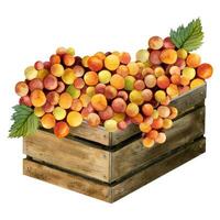 Watercolor yellow red orange grapes harvest in rustic wooden box illustration. Autumn fruits harvest vector