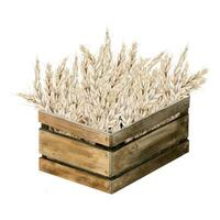 Watercolor wooden basket full of wheat illustration. Ripe golden wheat in brown crate or box. Shavuot harvest vector