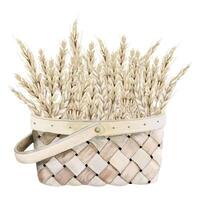 Watercolor wicker basket full of wheat illustration. Ripe golden wheat harvest. Shavuot Jewish holiday symbol vector