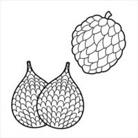 Cartoon Exotic Tropical Fruit Line Art vector