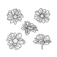 Daisy floral botany sketch set. Camomile line art collection vector