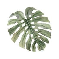 Watercolor green realistic monstera leaf. The illustration is hand drawn on an isolated background. Botanical exotic leaf for various designs, invitations, cards, decoration, holiday decorations. vector