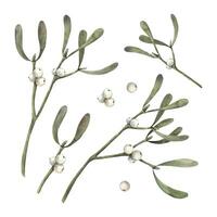 Set of mistletoe plants with white berries. Watercolor botanical illustration on isolated background. Illustration for greeting cards, holiday banners, wrapping paper, decor, Christmas decorations. vector
