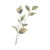 Watercolor botanical branch of a natural green plant, for different flower arrangements. Isolated hand drawn illustration for cards, stickers, textiles, design, invitations, website, logo. vector