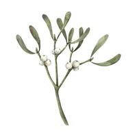 Mistletoe with white berries. Christmas winter plant. Watercolor illustration on isolated background. Illustration for greeting cards, holiday banners, wrapping paper, decor, Christmas decorations. vector