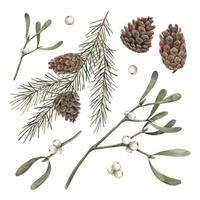 Fir branches, pine cones and mistletoe, Christmas set of watercolor botanical illustrations on isolated background.Drawing for Christmas and New Year holidays 2025, invitations, cards, wrapping paper vector