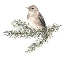 Fir branches and bird. Watercolor botanical illustration with finch. Hand drawn illustration on isolated background. Drawing for Christmas holidays, invitations, cards, wrapping paper, wallpaper. vector