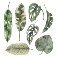 Set of tropical leaves, banana, monstera, calathea, strelitzia leaves. Watercolor set drawn by hand. Botanical illustration for design of invitations, cards, weddings and holidays. vector