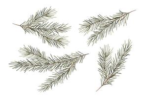 Fir branches, Christmas set of watercolor botanical illustrations. Hand drawn illustration on isolated background. Drawing for Christmas and New Year holidays 2025, invitations, cards, wrapping paper vector