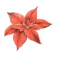 Poinsettia, Christmas red flower. Hand drawn watercolor botanical illustration in vintage style. Illustration for invitations, greeting cards, banners, wrapping paper, wallpaper, Christmas decorations vector