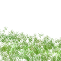 grön gräs transparent borsta stroke element png
