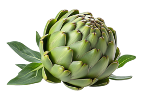 Artichoke isolated on transparent background png