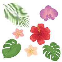 Tropical different type exotic leaves and flowers set. Jungle plants. Monstera and palm leaves. Orchid, hibiscus and plumeria flowers. Cartoon illustration isolated on white background vector