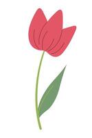 Beautiful red tulip isolated on white background. graphics. Artwork design element. Cartoon design for poster, icon, card, logo, label. vector