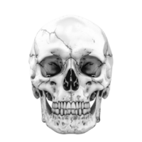 Generated AI Human Skull isolated on transparent background png