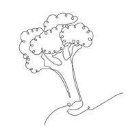 Broccoli in continuous line art drawing style. One broccoli minimalist black linear sketch isolated on white background. illustration vector