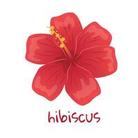 hibisco ilustración. vibrante rojo tropical flor. realista botánico mano dibujado pintura aislado en blanco antecedentes. dibujos animados diseño para póster, icono, tarjeta, logo, etiqueta, bandera, pegatina. vector