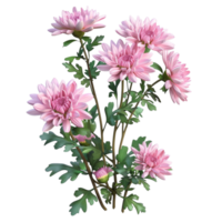 Generated AI Beautiful Chrysanthemum Indicum isolated on transparent background png