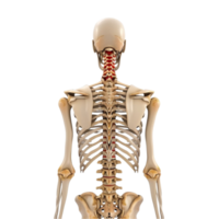 Generated AI Human skeleton Human body Bone isolated on transparent background png