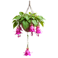 Fuchsia hanging basket with trailing stems and vibrant pink and purple bell shaped flowers Fuchsia png