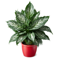 Aglaonema dark green and silver patterned leaves growing in a compact arrangement in a red png
