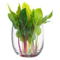 A delicate arrangement of micro chard in a wide, transparent glass dish, showcasing their vibrant colors png
