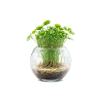 Peperomia Obtusifolia small round fleshy leaves sprouting from a floating glass terrarium with a swirling png