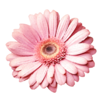 Blume Sammlung Illustration Elemente,generiert ai. png