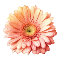 Blume Sammlung Illustration Elemente,generiert ai. png