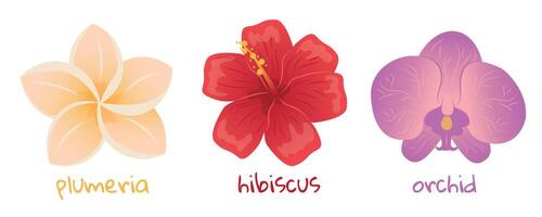 Set of tropical flowers. Hibiscus, plumeria and orchid illustration. Realistic botanical hand drawn painting isolated on white background. Cartoon design for poster, icon, card, logo, banner, sticker. vector