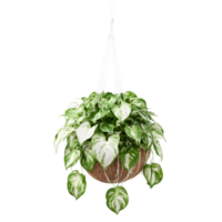 Pothos Marble Queen trailing plant with green and white variegated leaves in a hanging basket png